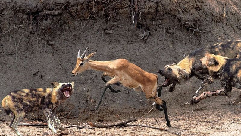 African Wild Dog