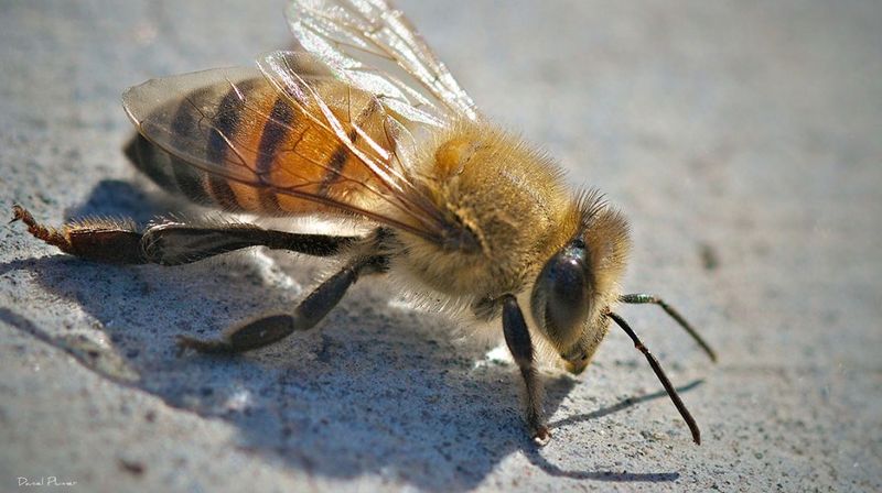 Africanized Honey Bees