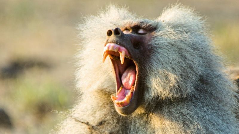 Aggression in Baboon Societies