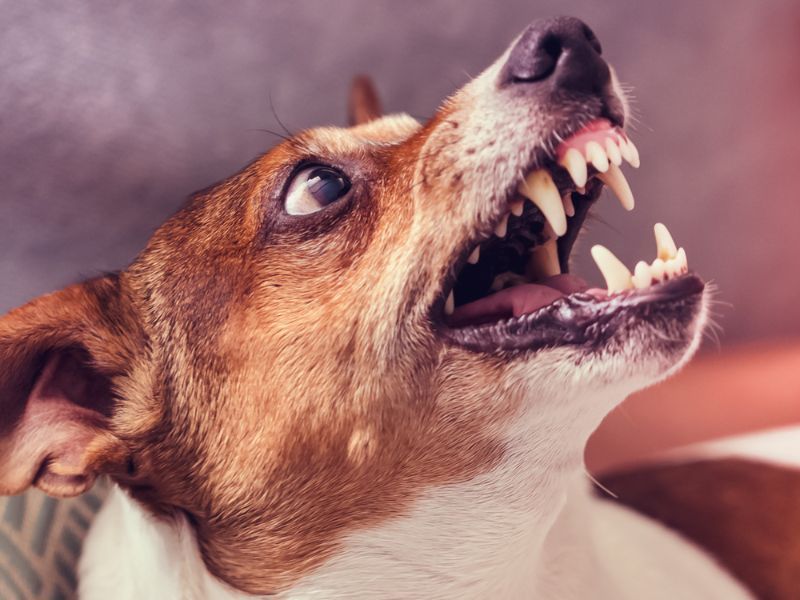 Aggression or Irritability