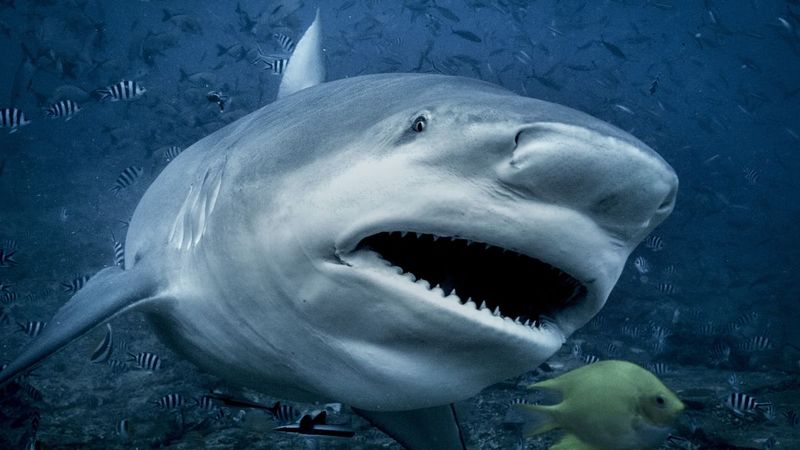 Aggressive Behavior Traits