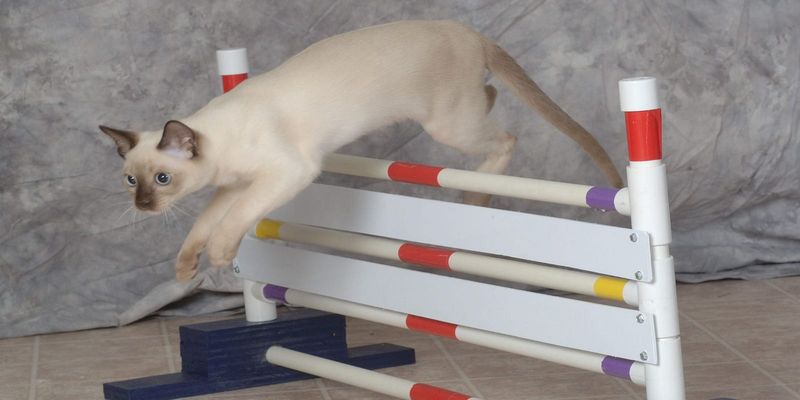 Agility Course