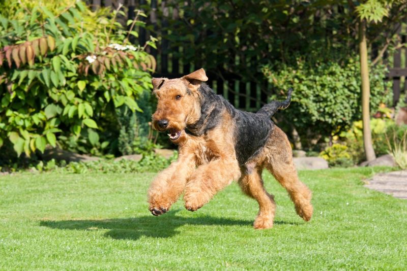 Airedale's Playful Personality