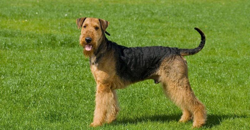 Airedale's Athletic Prowess