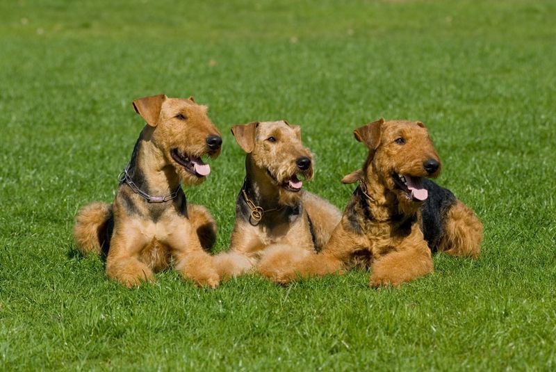 Airedale's Social Nature