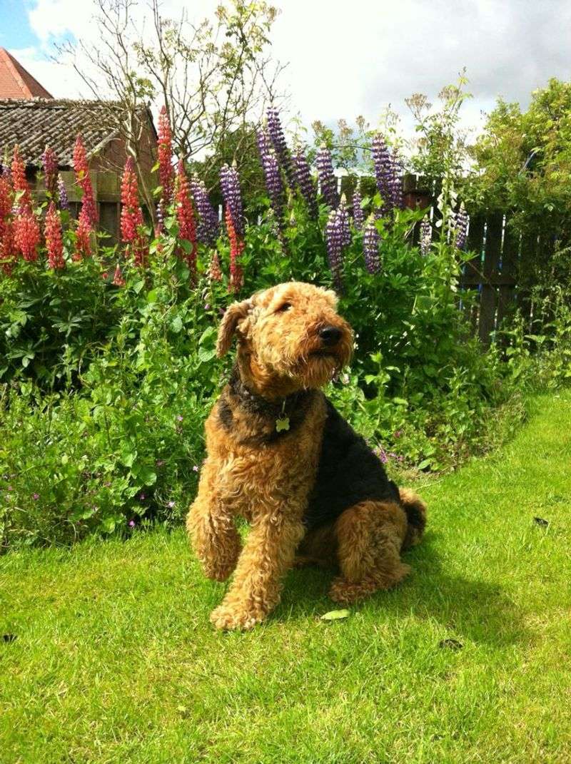 Airedale Terrier