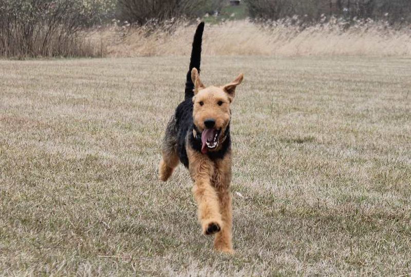 Airedale Terrier