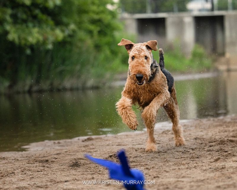 Airedale's Adventurous Spirit