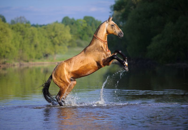Akhal-Teke