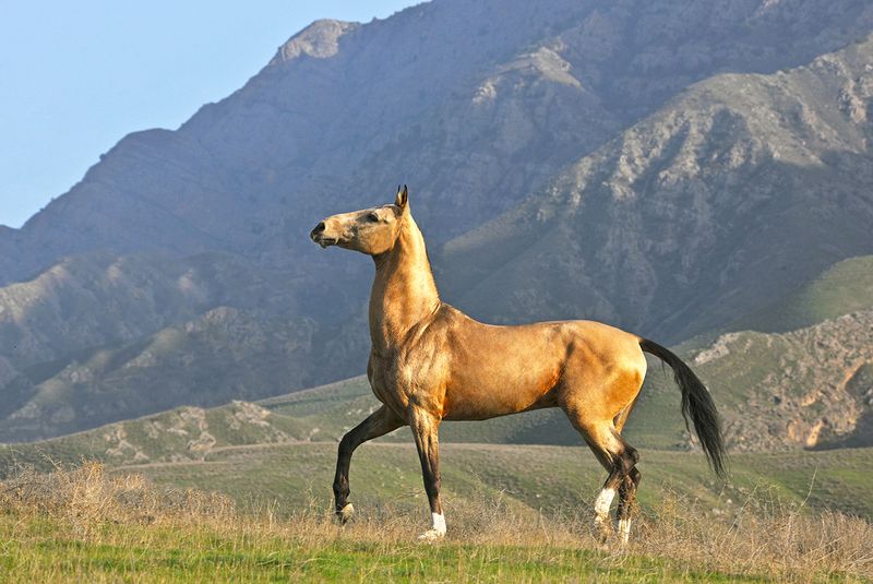 Akhal-Teke