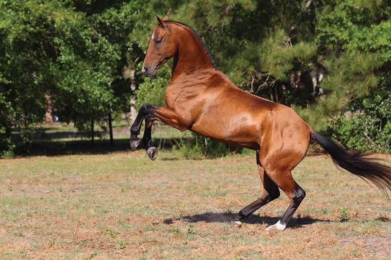 Akhal-Teke