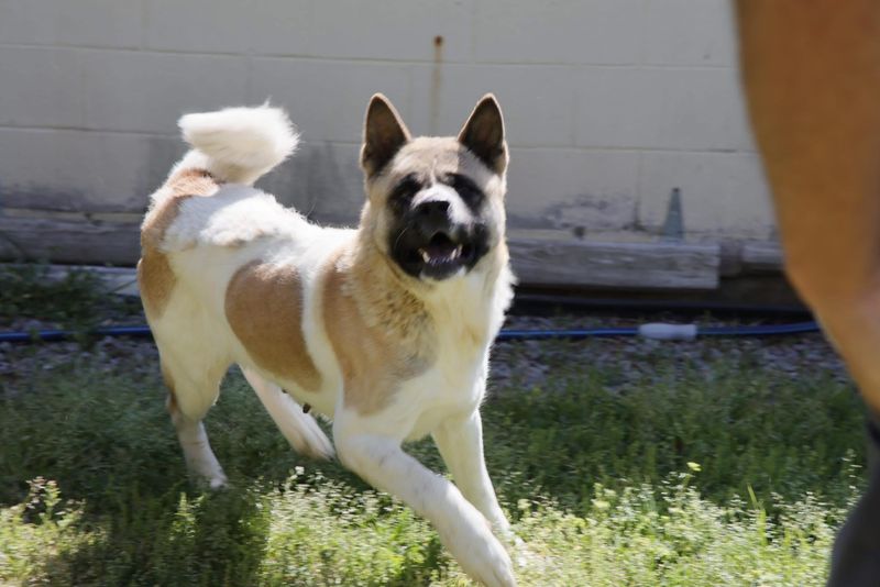 Akita