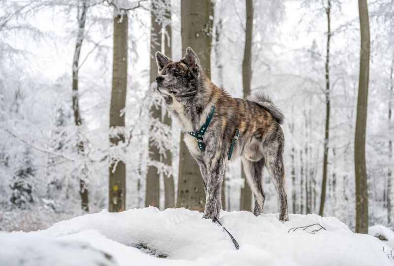Akita