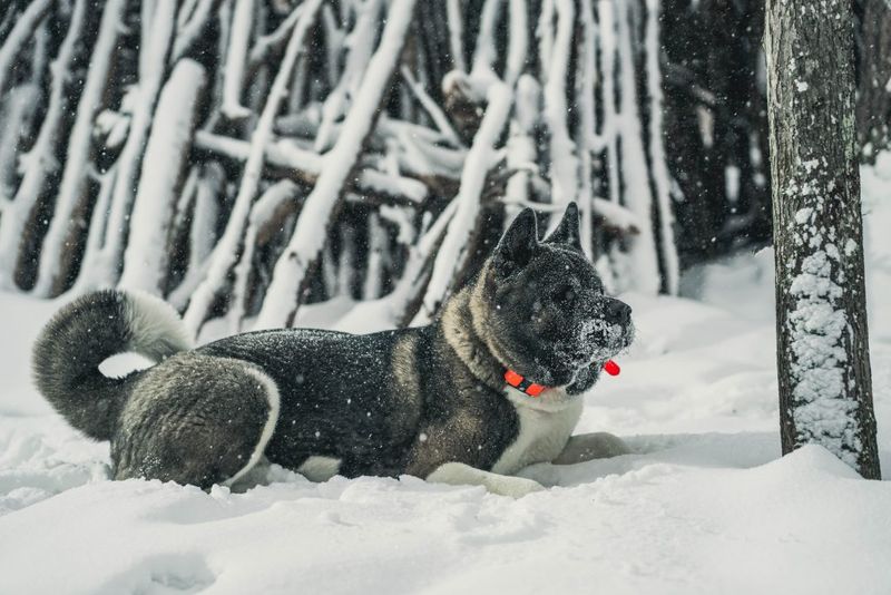 Akita