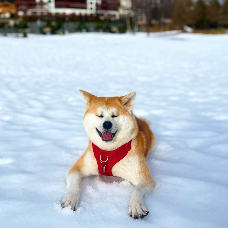 Akita Inu