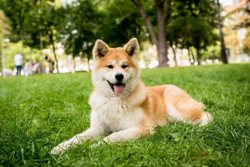 Akita