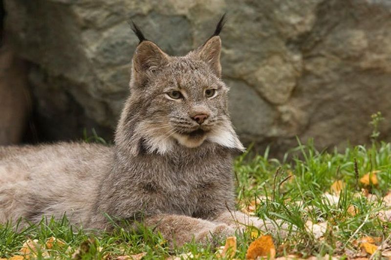 Alaska