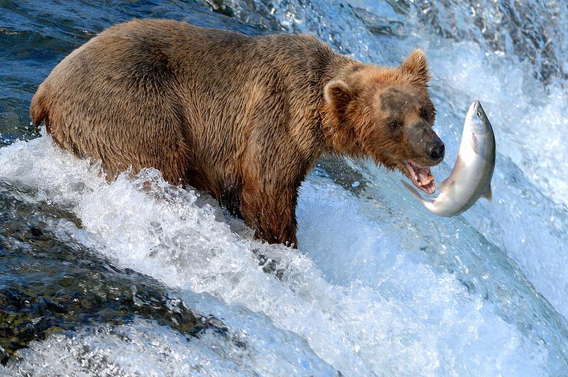 Alaskan Adventure on Camera