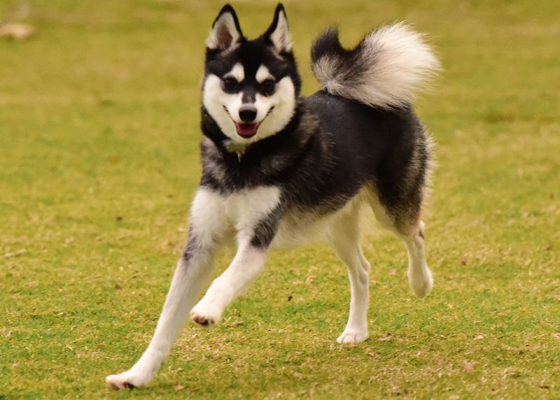 Alaskan Klee Kai