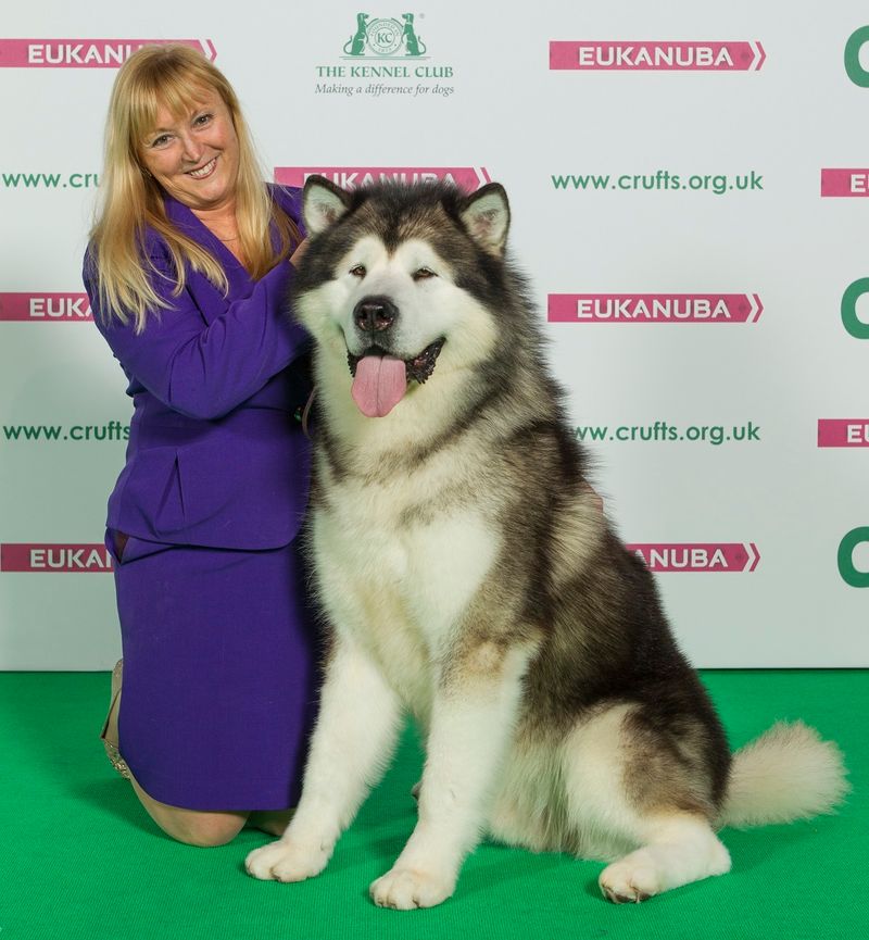 Alaskan Malamute