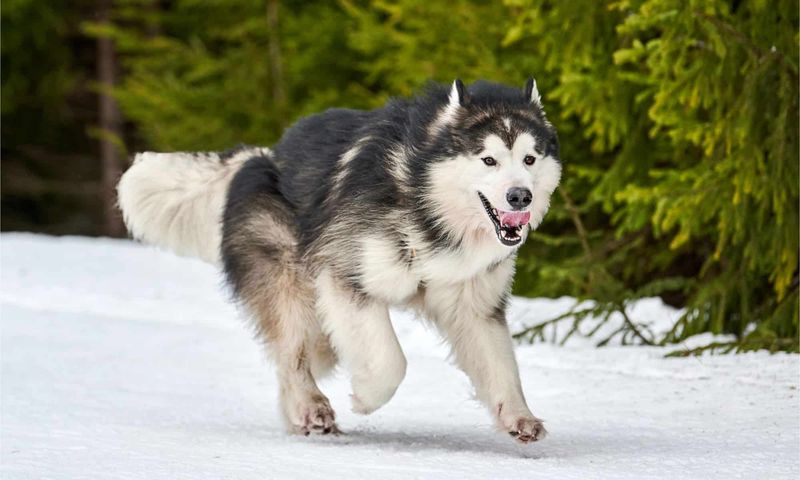 Alaskan Malamute