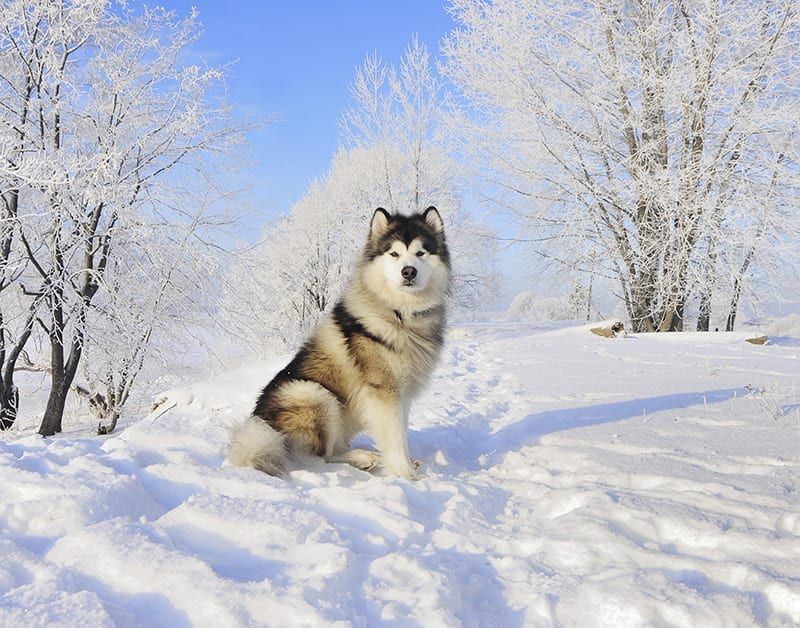 Alaskan Malamute
