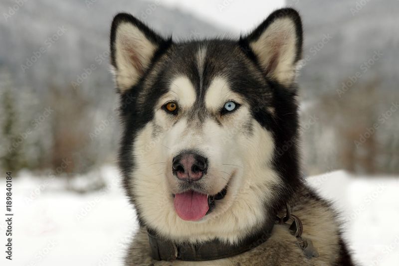 Alaskan Malamute