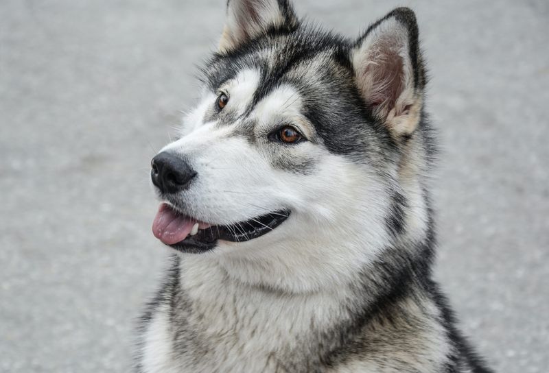 Alaskan Malamute