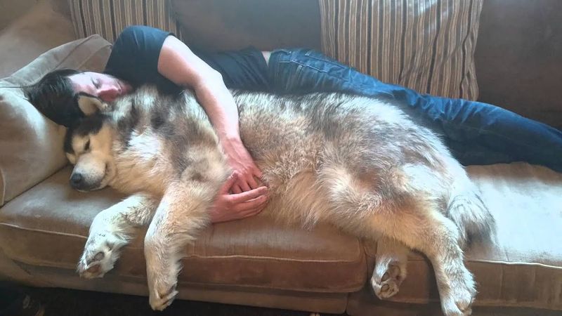 Alaskan Malamute