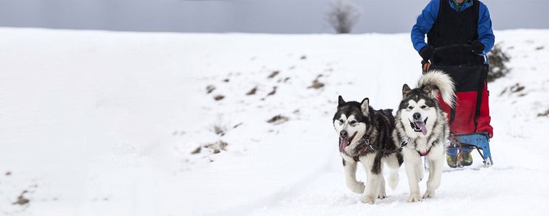 Alaskan Malamute
