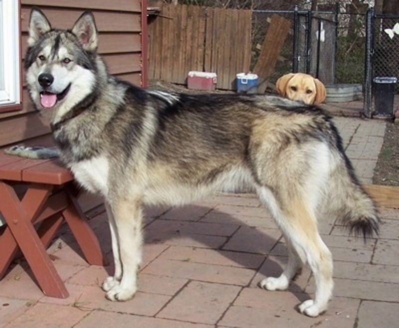 Alaskan Malamute-Wolf Mix