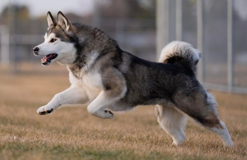 Alaskan Malamute