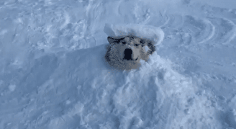 Alaskan Malamute