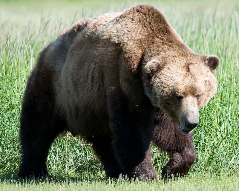 Alaskan Peninsula Brown Bear - The Coastal Titan