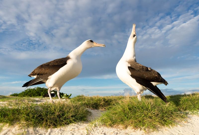 Albatross
