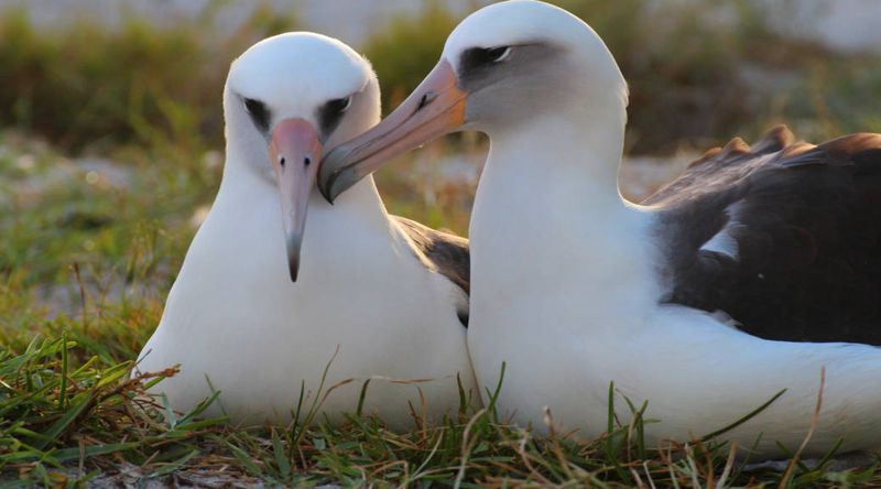 Albatross