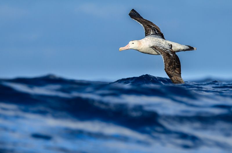 Albatross