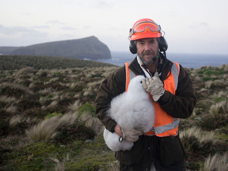 Albatross