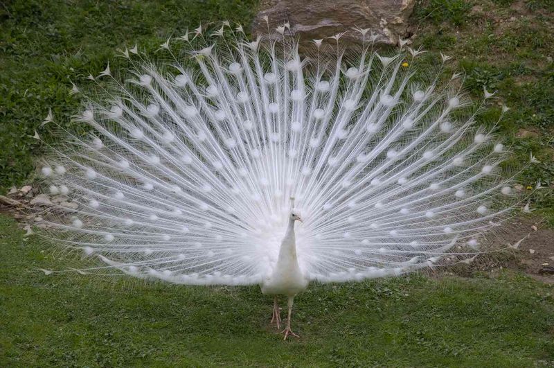 Albino Peacock