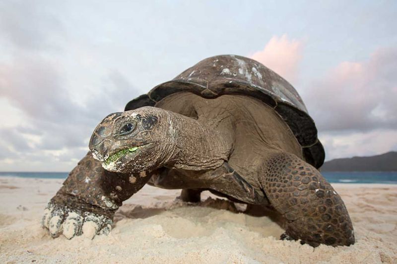 Aldabra Giant Tortoise