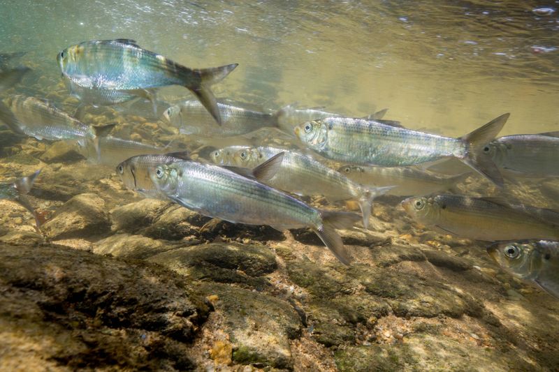 Alewife
