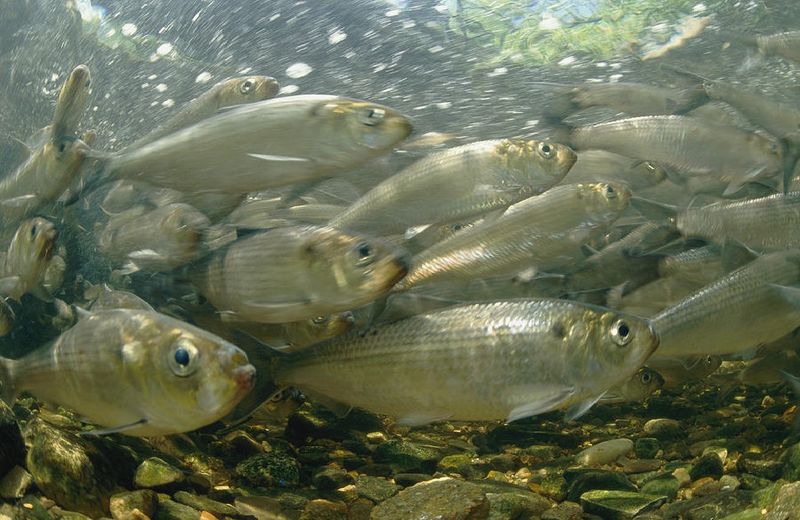 Alewife