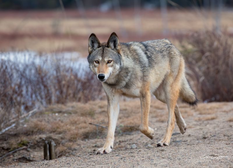 Algonquin Wolf