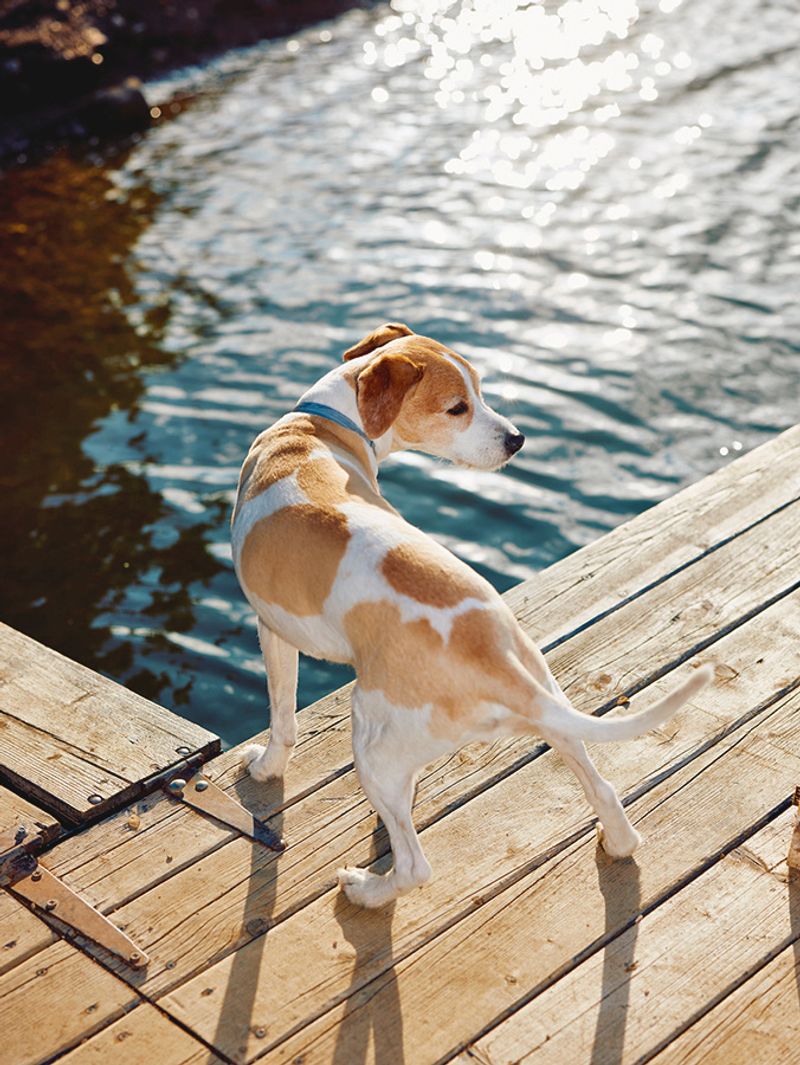 All Dogs Love Water
