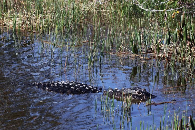 Alligator