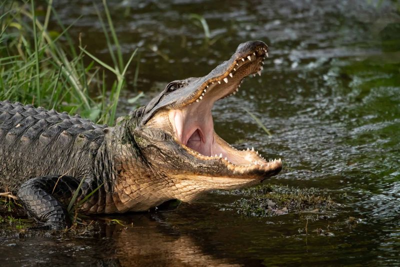 Alligator