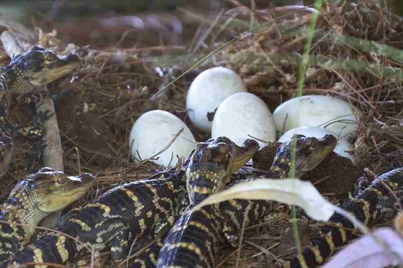 Alligator