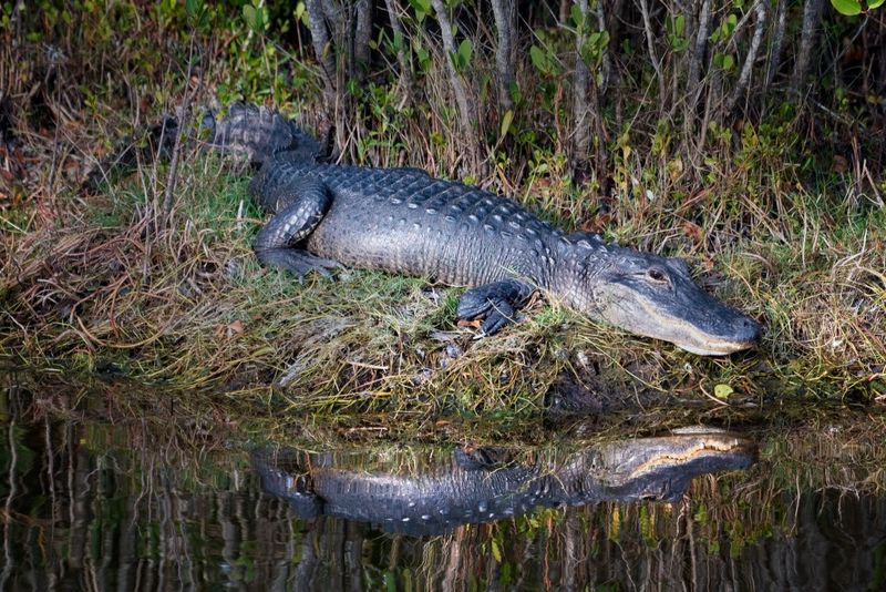 Alligator