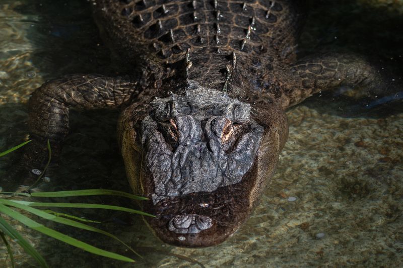 Alligator