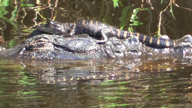 Alligator